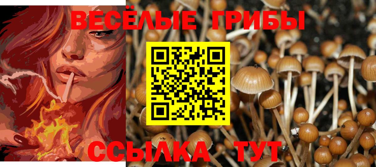 Псилоцибиновые грибы Psilocybe Елизово